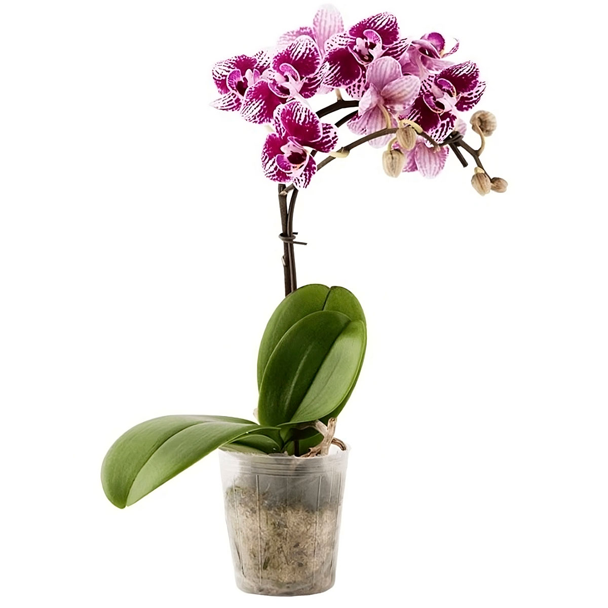 Купить орхидею в сочи. Орхидея фаленопсис Алексия. Орхидея Изабель фаленопсис. Орхидея фаленопсис мини.